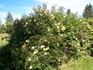 Butterball rose photo