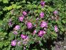 Daybreak rose photo