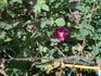 Kinistino rose photo