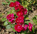 Ami Léon Chenault rose photo