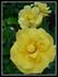 Bayerngold ® rose photo
