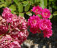 Maréchal Foch rose photo