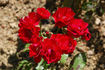 Red Favorite rose photo