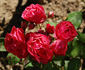Orange Sweetheart rose photo