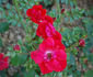 Gertrud Westphal rose photo