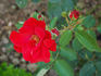 Cocorico rose photo