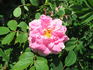 Amy rose photo