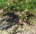 Prairie Charm rose photo