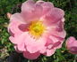 Prairie Charm rose photo