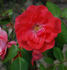 Feuerzauber rose photo