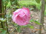 Blatenská královna rose photo