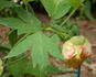 Chromatella peony photo