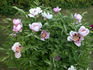 Fen He 粉荷 peony photo