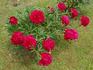 Inspecteur Lavergne peony photo