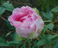 Jacqueline Farvacques peony photo