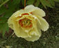 Oriental Gold peony photo