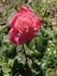Simón Dot rose photo