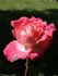 Simón Dot rose photo