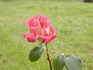 Simón Dot rose photo