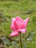 Armor rose photo