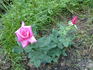 Armor rose photo
