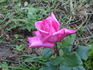 Armor rose photo