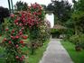 Dame de Coeur, Cl. rose photo