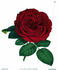 Mrs. Harry Turner rose photo