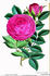 Eugénie Verdier rose photo