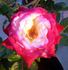 Be Glad rose photo