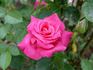 Showtime rose photo