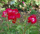 Carla Fineschi ® rose photo