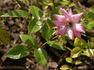 Étoile Luisante rose photo