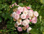 Jean Mermoz rose photo
