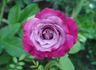 Spellcaster rose photo