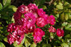 Madame Taft rose photo