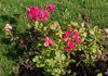 Madame Taft rose photo