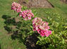 Maréchal Foch rose photo