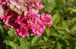 Maréchal Foch rose photo