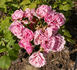 Distinction rose photo