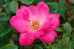 25-59-7 rose photo