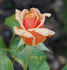 Madame Henri Gravereaux rose photo