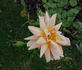 Madame Henri Gravereaux rose photo