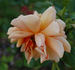 Madame Henri Gravereaux rose photo