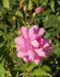 Marguerite Rose rose photo