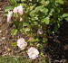 Lonette Chenault rose photo