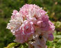 Radium rose photo