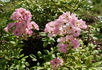 Radium rose photo