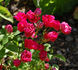 Rosette rose photo