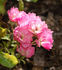 Gloire d'Orléans rose photo